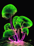 mushroom color-gif